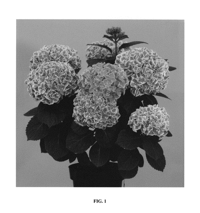 Figure 1 of US plant patent PP30069, the photograph of Hortmasun printed in the patent.