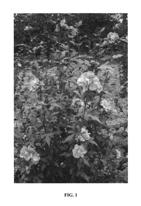 Figure 1 of US plant patent PP30070, the photograph of MINDOUV5 printed in the patent.