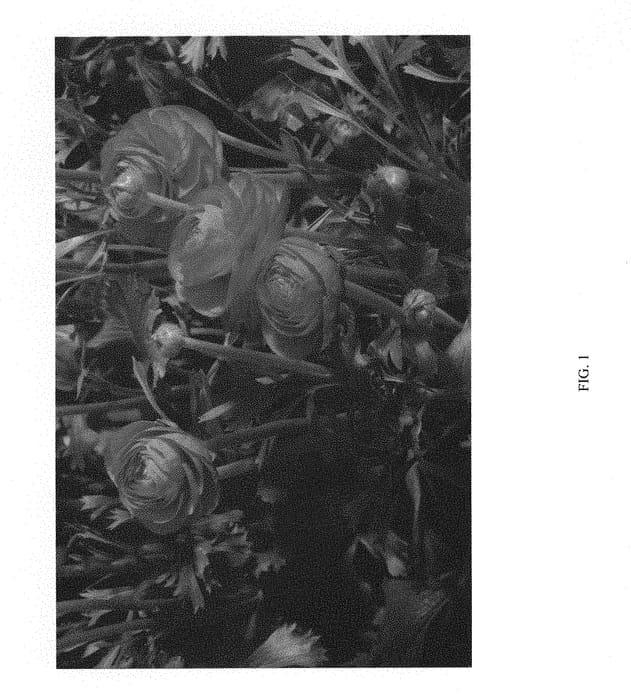 Figure 1 of US plant patent PP30071, the photograph of ABAVESCA printed in the patent.