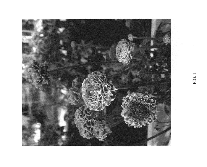 Figure 1 of US plant patent PP30072, the photograph of ABEPONA printed in the patent.