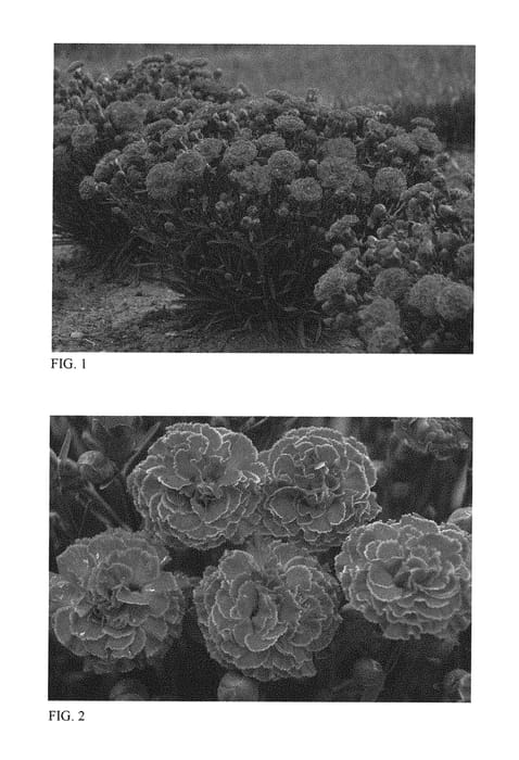 Figure 1 of US plant patent PP30073, the photograph of Raspberry Ruffles printed in the patent.