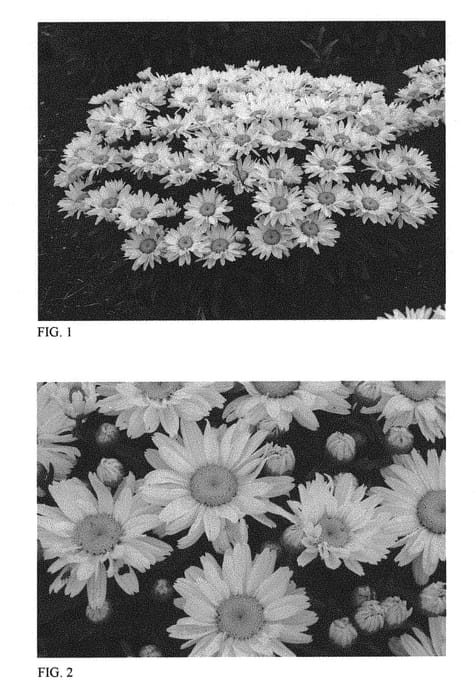 Figure 1 of US plant patent PP30074, the photograph of Cream Puff printed in the patent.