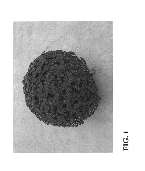 Figure 1 of US plant patent PP30075, the photograph of Zanmumajes Red printed in the patent.