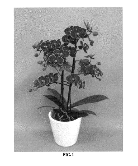 Figure 1 of US plant patent PP30076, the photograph of PHALFASWI printed in the patent.