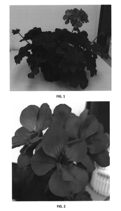 Figure 1 of US plant patent PP30077, the photograph of PEQZ0031 printed in the patent.
