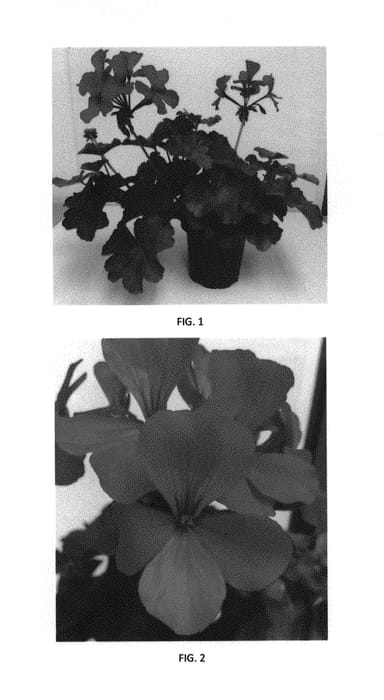 Figure 1 of US plant patent PP30078, the photograph of PEQZ0026 printed in the patent.