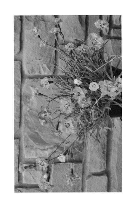 Figure 1 of US plant patent PP30079, the photograph of KonD1039K1 printed in the patent.