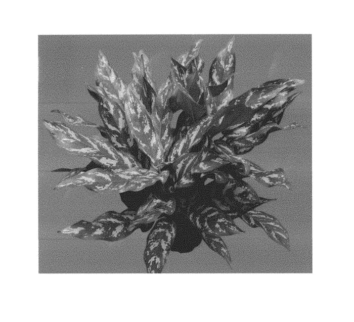 Figure 1 of US plant patent PP30080, the photograph of MUKGEMPREM printed in the patent.