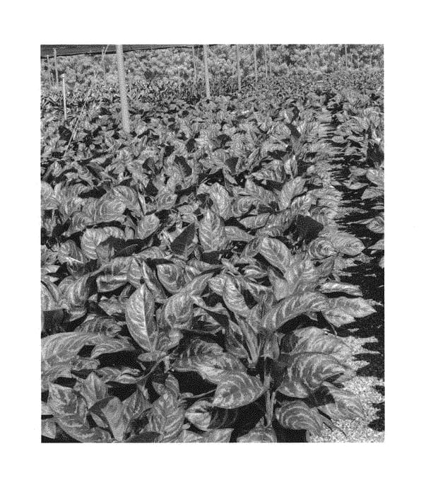 Figure 1 of US plant patent PP30081, the photograph of MUKCALSUP printed in the patent.