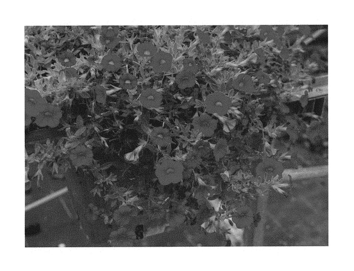 Figure 1 of US plant patent PP30082, the photograph of KLECA16017 printed in the patent.