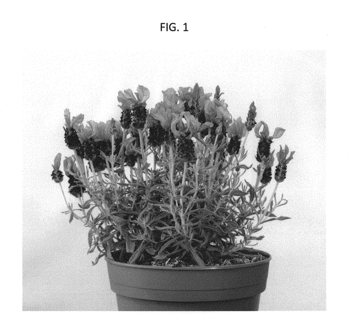 Figure 1 of US plant patent PP30083, the photograph of IBPRU41016 printed in the patent.