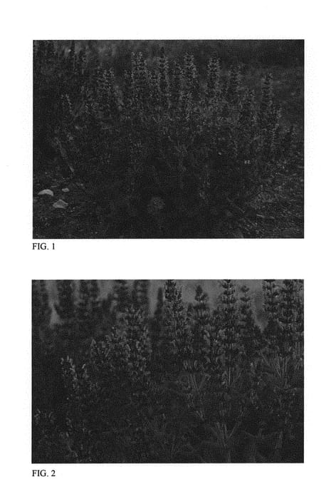 Figure 1 of US plant patent PP30084, the photograph of Bumbleblue printed in the patent.