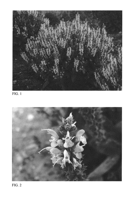 Figure 1 of US plant patent PP30085, the photograph of Bumblesky printed in the patent.