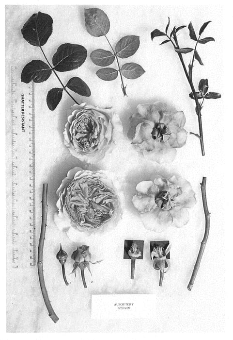 Figure 1 of US plant patent PP30086, the photograph of AUSoutcry printed in the patent.