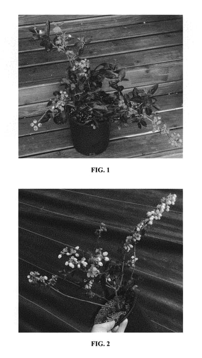 Figure 1 of US plant patent PP30087, the photograph of VacBri 1 printed in the patent.