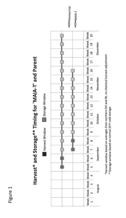 Figure 1 of US plant patent PP30088, the photograph of MAIA-T printed in the patent.
