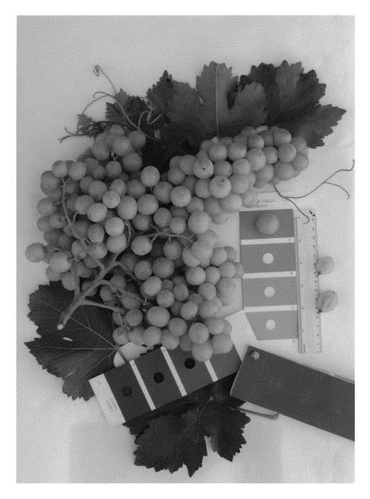 Figure 1 of US plant patent PP30089, the photograph of IFG Twenty-eight printed in the patent.