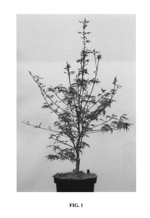 Figure 1 of US plant patent PP30090, the photograph of JWW8 printed in the patent.
