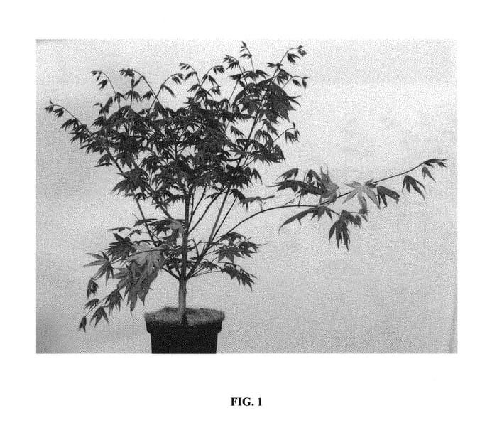 Figure 1 of US plant patent PP30091, the photograph of JWW7 printed in the patent.