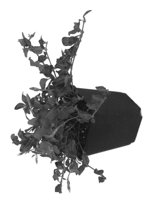 Figure 1 of US plant patent PP30092, the photograph of Rainer printed in the patent.