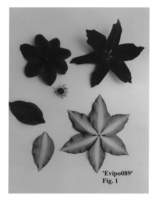 Figure 1 of US plant patent PP30093, the photograph of Evipo089 printed in the patent.