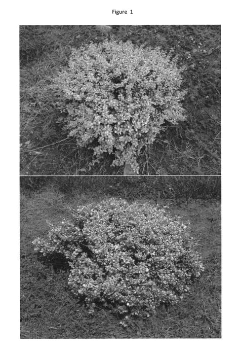 Figure 1 of US plant patent PP30094, the photograph of UCONNBTB113 printed in the patent.