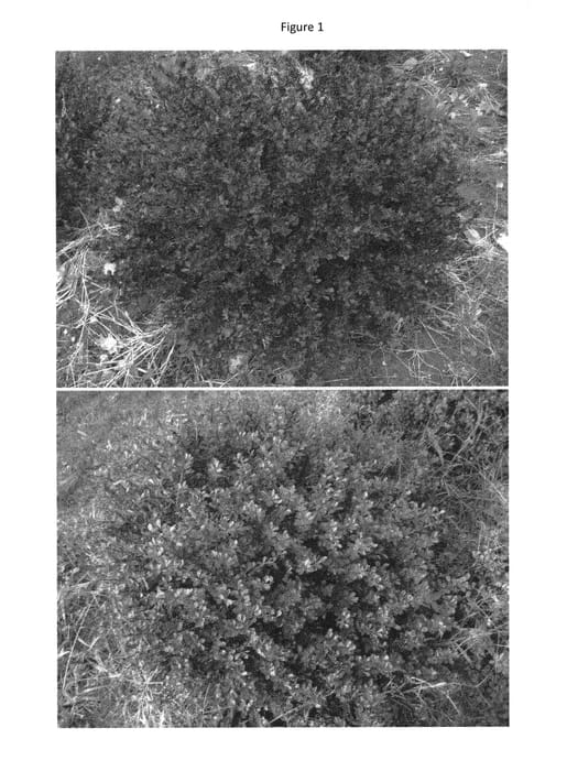 Figure 1 of US plant patent PP30095, the photograph of UCONNBTCP4N printed in the patent.
