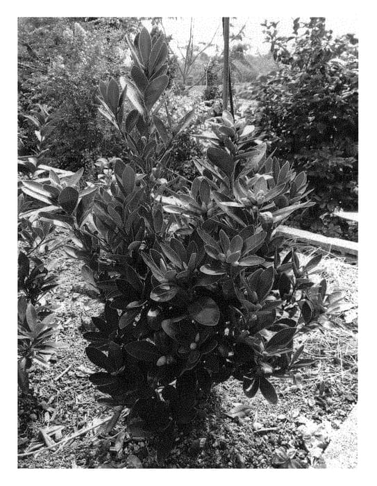 Figure 1 of US plant patent PP30096, the photograph of HA5110 printed in the patent.