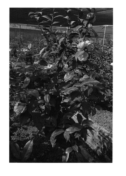 Figure 1 of US plant patent PP30097, the photograph of HB051 printed in the patent.