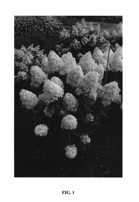 Figure 1 of US plant patent PP30098, the photograph of Bokralims printed in the patent.