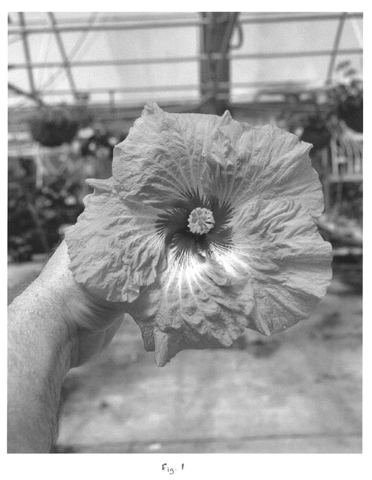Figure 1 of US plant patent PP30099, the photograph of DUP-ASP printed in the patent.
