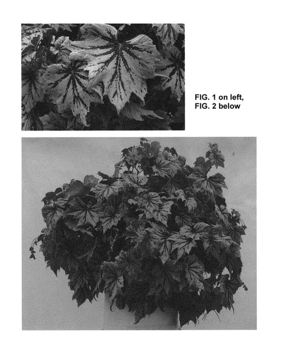 Figure 1 of US plant patent PP30100, the photograph of TNBEGSS printed in the patent.