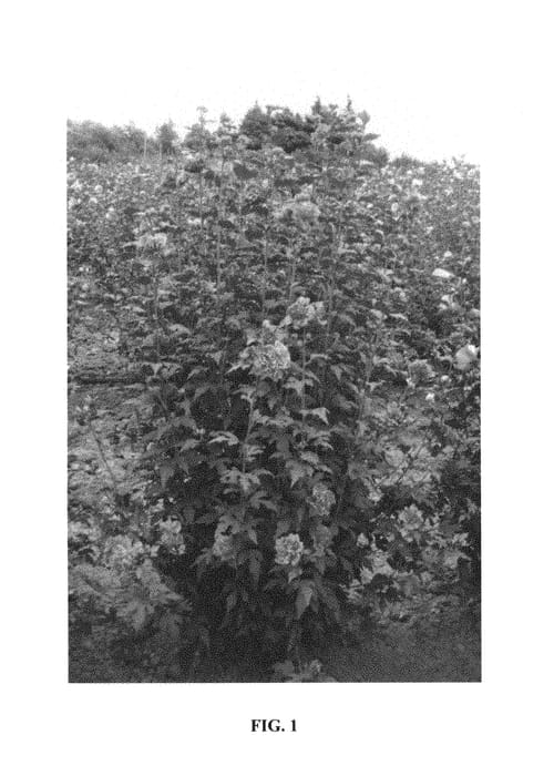 Figure 1 of US plant patent PP30101, the photograph of MINDOUR1 printed in the patent.