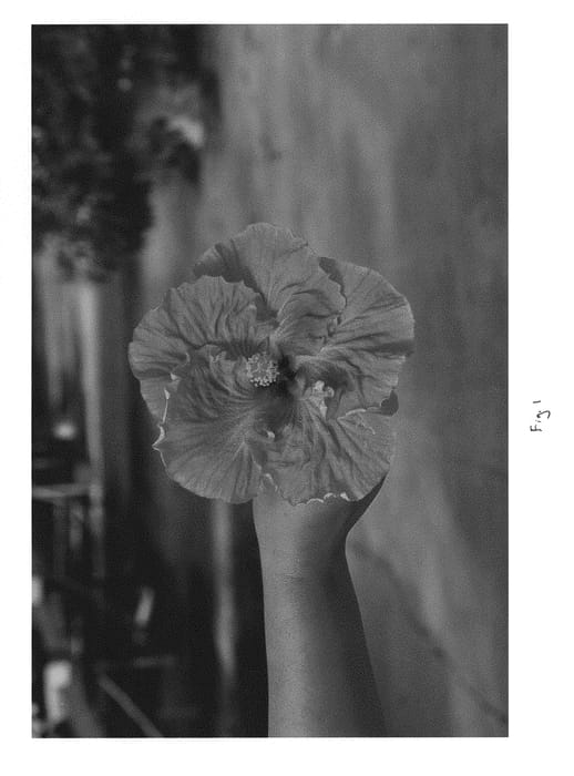Figure 1 of US plant patent PP30102, the photograph of DUP-MDL printed in the patent.