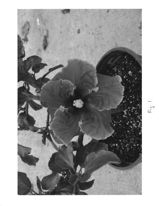 Figure 1 of US plant patent PP30103, the photograph of DUP-EOD printed in the patent.