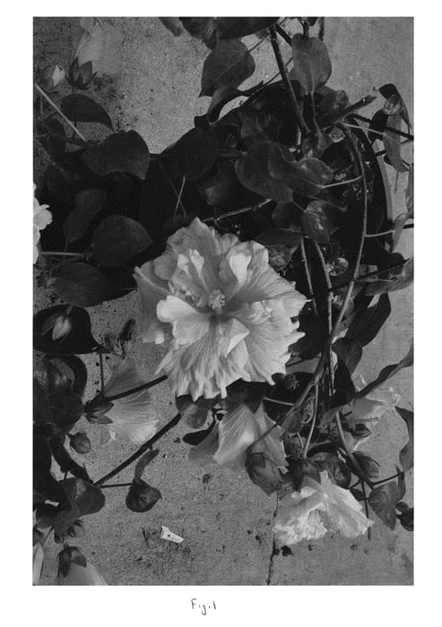 Figure 1 of US plant patent PP30104, the photograph of DUP-PKF printed in the patent.