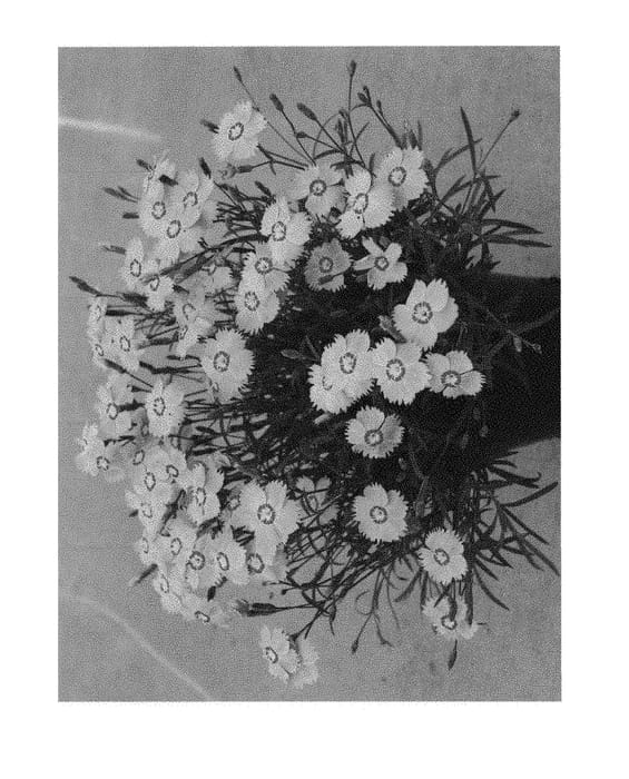 Figure 1 of US plant patent PP30105, the photograph of KonD1060K3 printed in the patent.