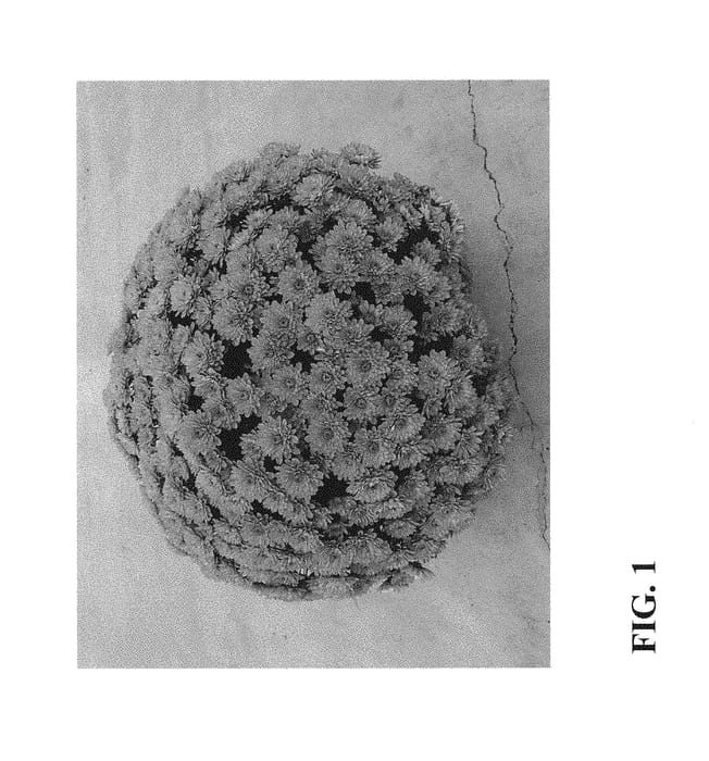 Figure 1 of US plant patent PP30106, the photograph of Zanmupaint printed in the patent.