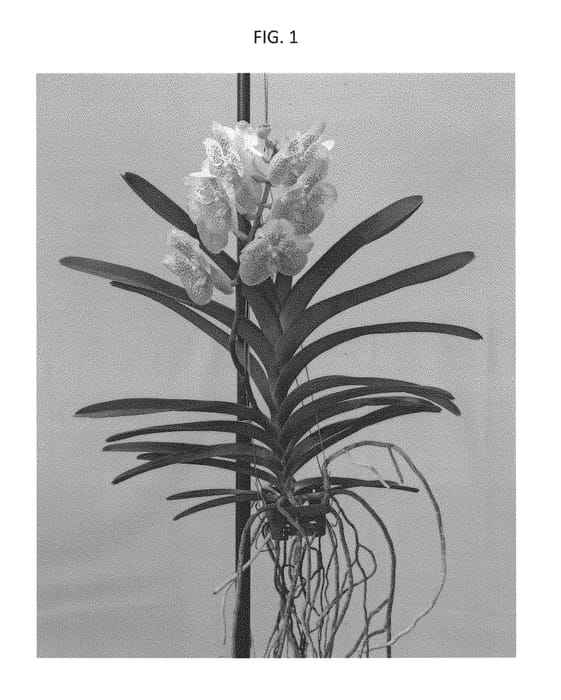 Figure 1 of US plant patent PP30107, the photograph of SPCDW1607 printed in the patent.