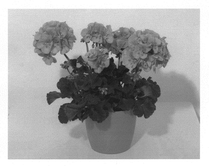 Figure 1 of US plant patent PP30108, the photograph of KLEPZ16424 printed in the patent.