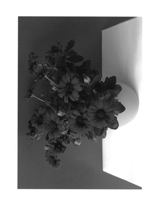 Figure 1 of US plant patent PP30109, the photograph of SUNOST1704 printed in the patent.
