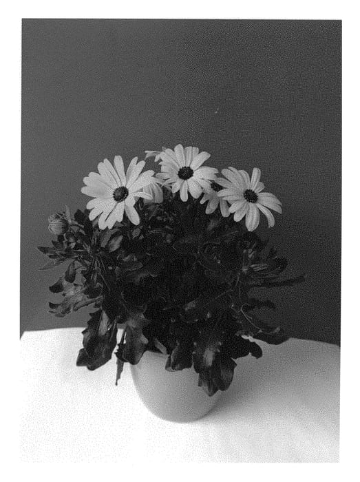 Figure 1 of US plant patent PP30110, the photograph of SUNOST1701 printed in the patent.