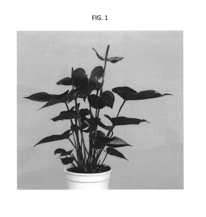 Figure 1 of US plant patent PP30111, the photograph of ARAANTBRO1 printed in the patent.