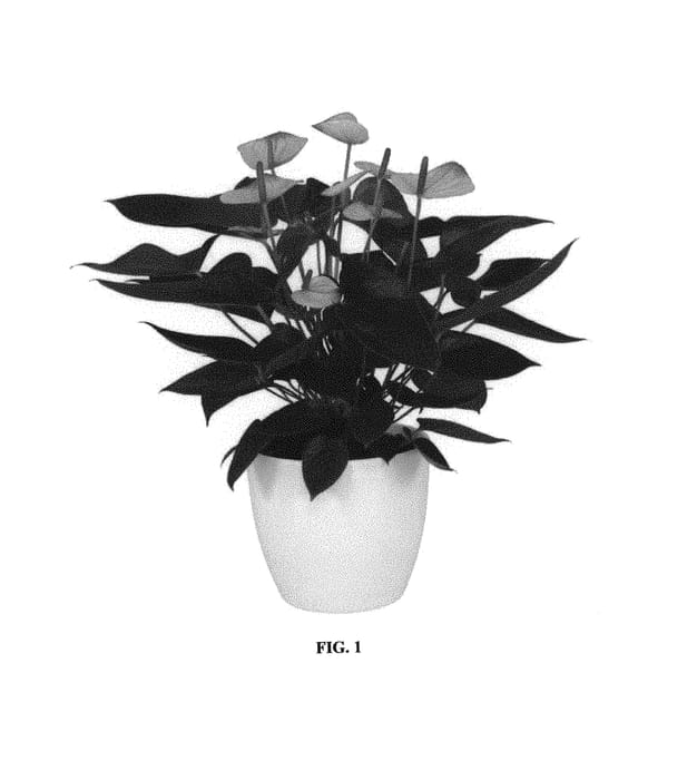 Figure 1 of US plant patent PP30112, the photograph of ANTHFAXI printed in the patent.