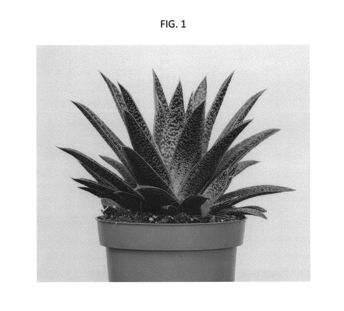 Figure 1 of US plant patent PP30113, the photograph of OVROCKS05 printed in the patent.
