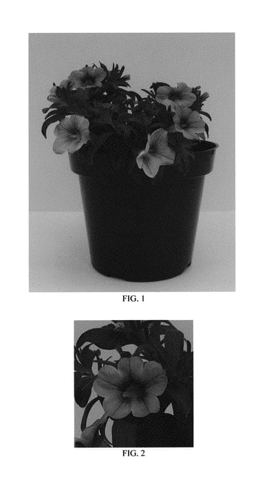 Figure 1 of US plant patent PP30114, the photograph of Balconglav printed in the patent.