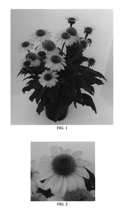 Figure 1 of US plant patent PP30115, the photograph of Balsomold printed in the patent.