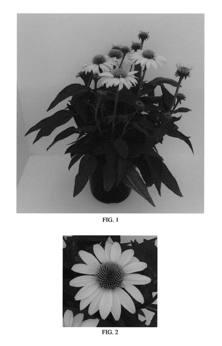 Figure 1 of US plant patent PP30116, the photograph of Balsomemyim printed in the patent.