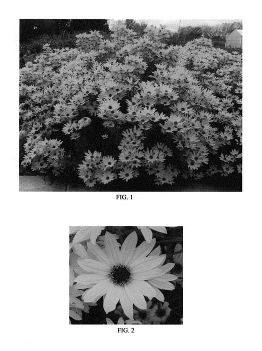 Figure 1 of US plant patent PP30117, the photograph of Autumn Gold printed in the patent.