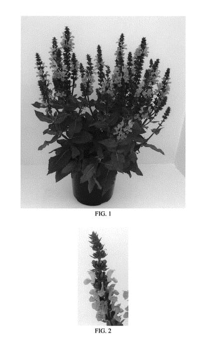 Figure 1 of US plant patent PP30118, the photograph of Rose Marvel printed in the patent.